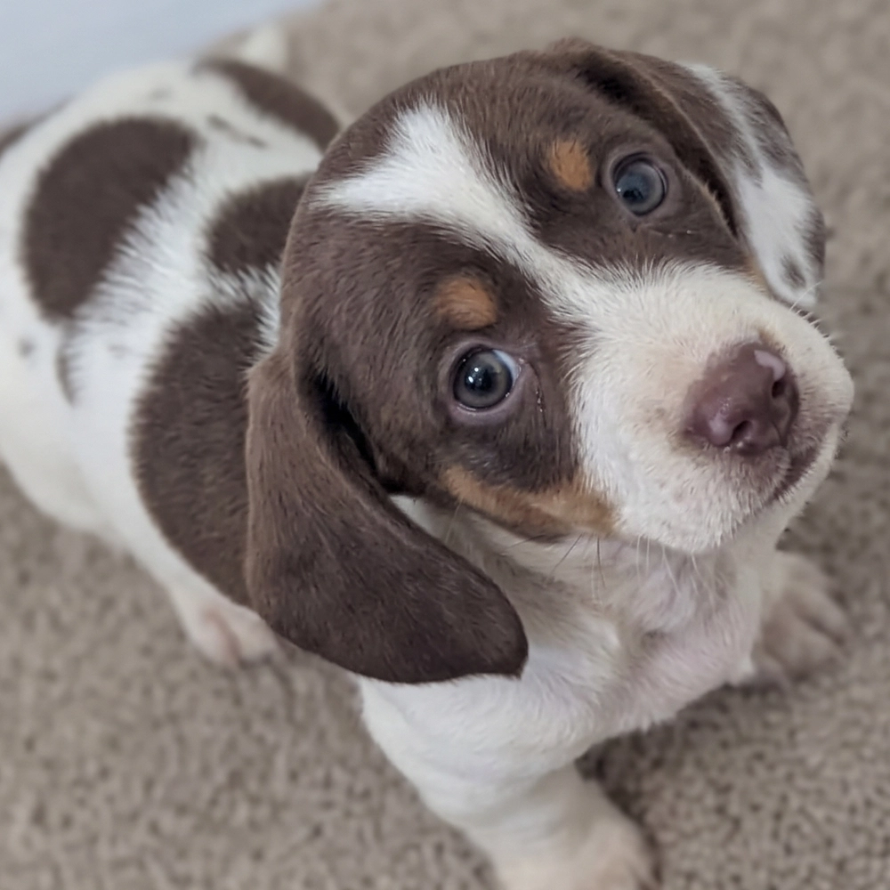 Mini Dachshund Puppy for Sale in NYC
