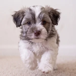 Havanese Puppy for Sale
