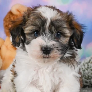 F1 Maltipoo Puppy for Sale