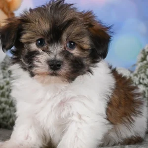 F1 Maltipoo Puppy for Sale
