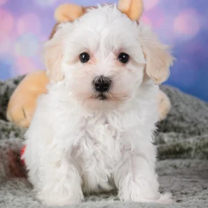 F1 Maltipoo Puppy for Sale