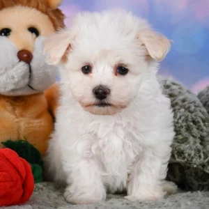F1 Maltipoo Puppy for Sale