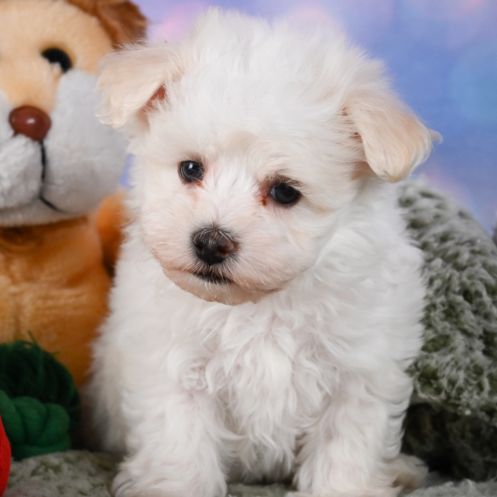 F1 Maltipoo Puppy for Sale in NYC
