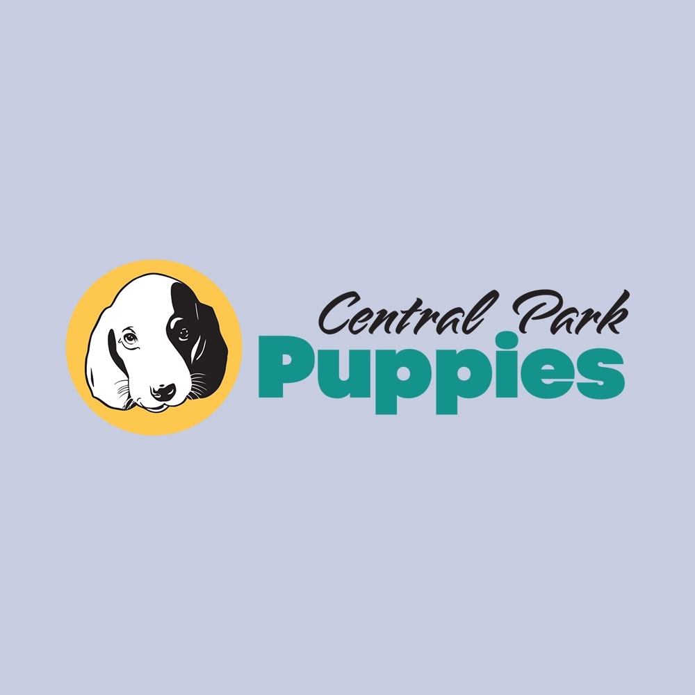 Miniature Poodle Puppy for Sale in NYC