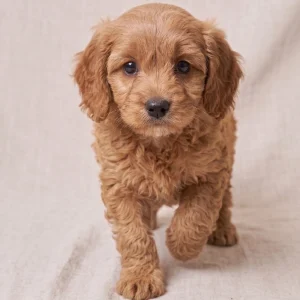 F1b Cavapoo Puppy for Sale