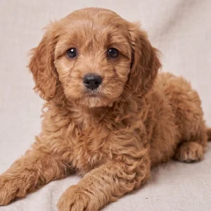 F1b Cavapoo Puppy for Sale