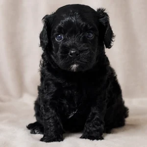 F1 Cavapoo Puppy for Sale
