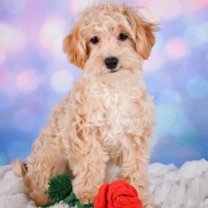 F1 Maltipoo Puppy for Sale