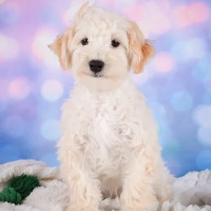 F1 Maltipoo Puppy for Sale