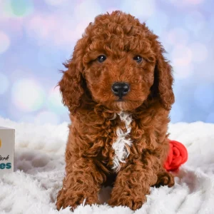 Miniature Poodle Puppy for Sale