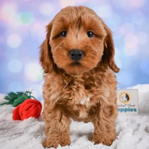 F1b Maltipoo Puppy for Sale