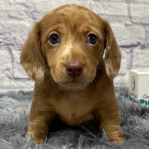 Mini Dachshund Puppy for Sale