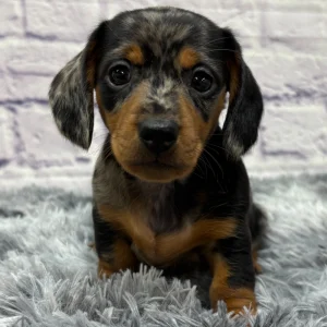 Mini Dachshund Puppy for Sale
