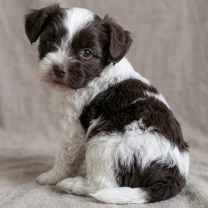 Havanese Puppy for Sale