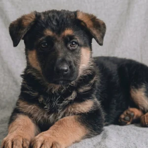 German Shepherd Puppy for Sale