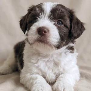 Havanese Puppy for Sale