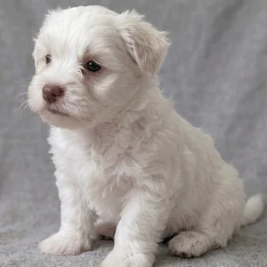 Havanese Puppy for Sale