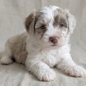 Havanese Puppy for Sale