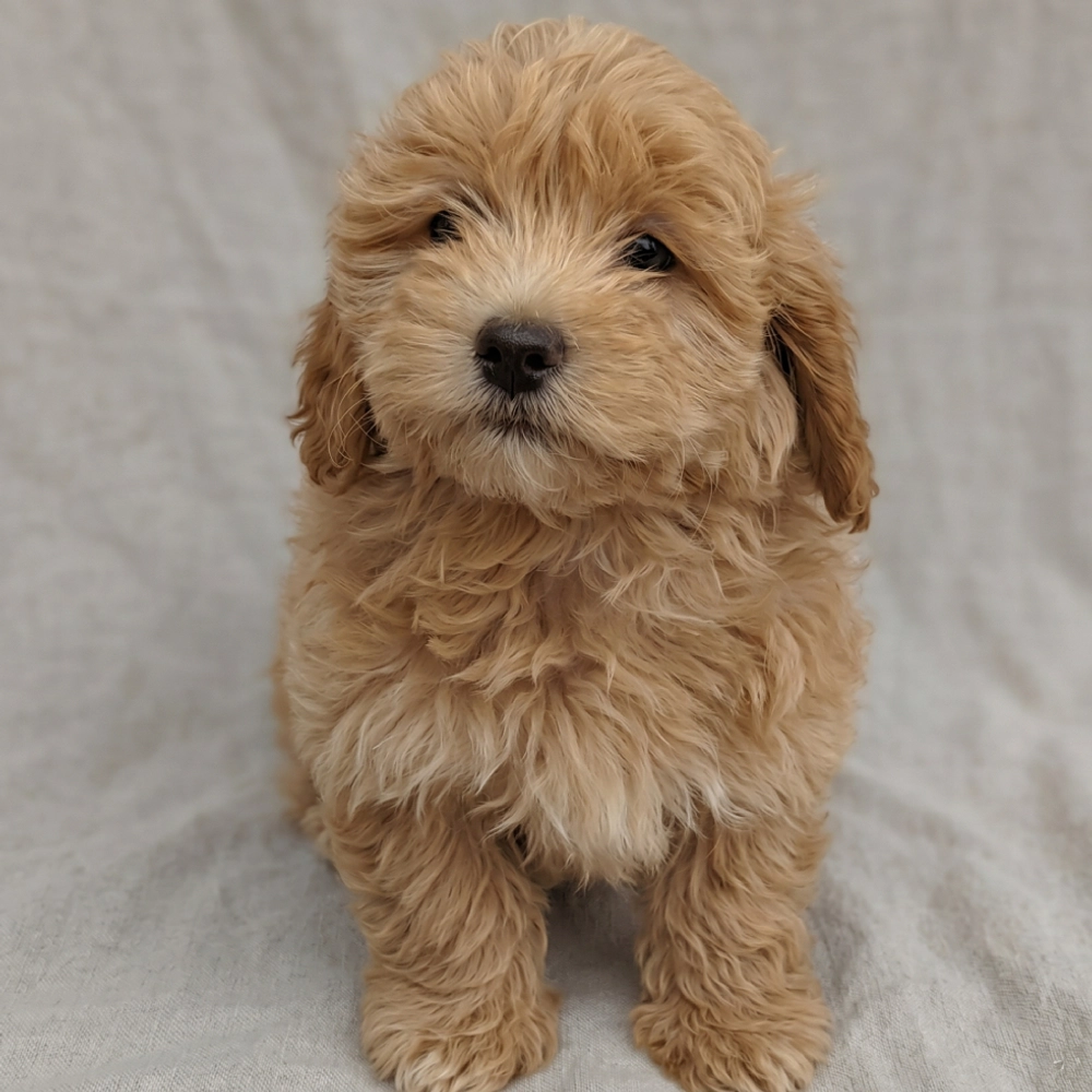 Havapoo Puppy for Sale in NYC