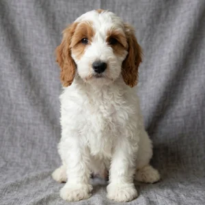 F1b Medium Goldendoodle Puppy for Sale