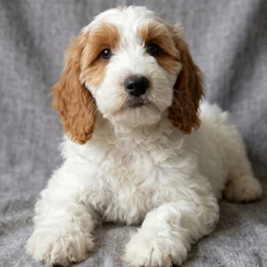 F1b Medium Goldendoodle Puppy for Sale