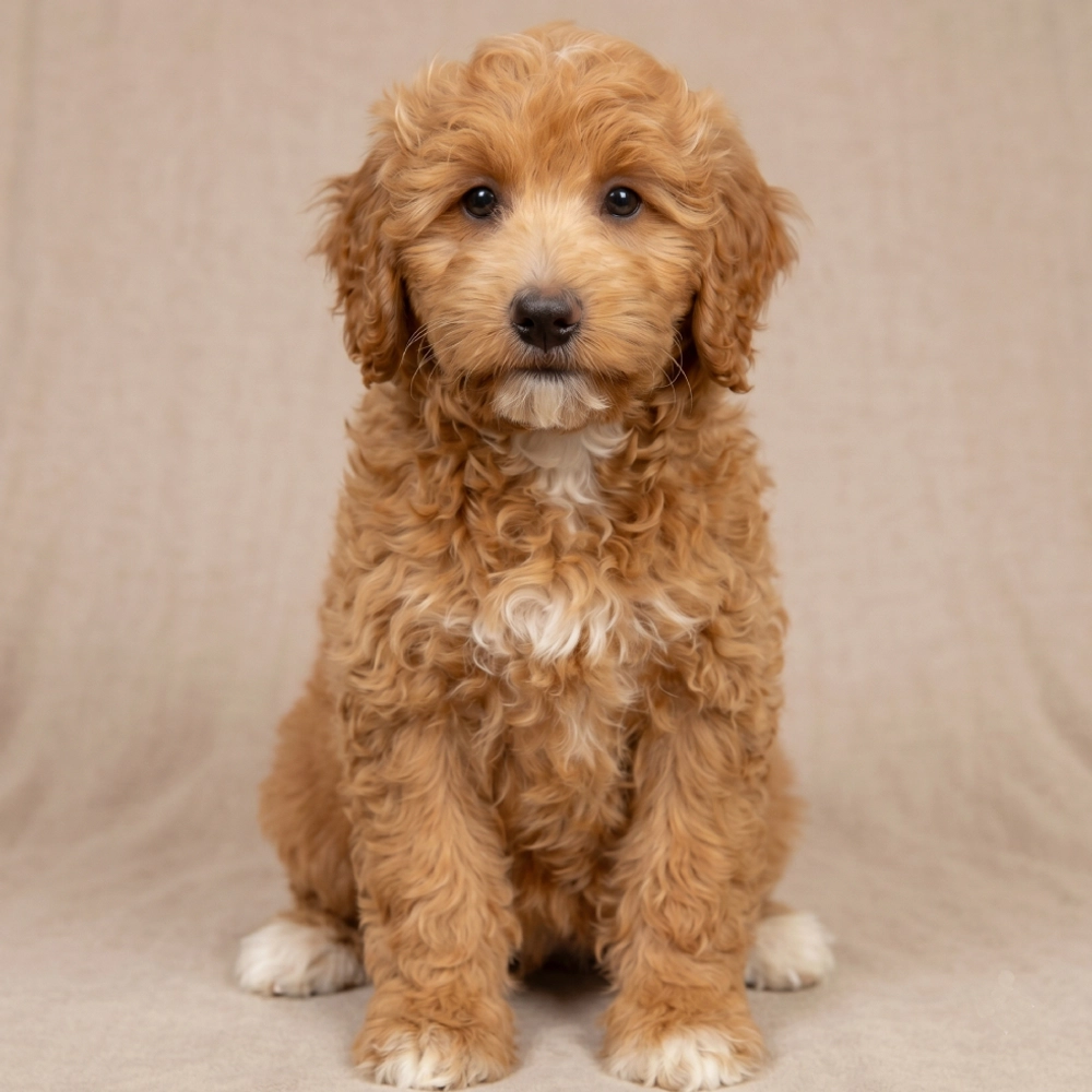 F1b Mini Goldendoodle Puppy for Sale in NYC