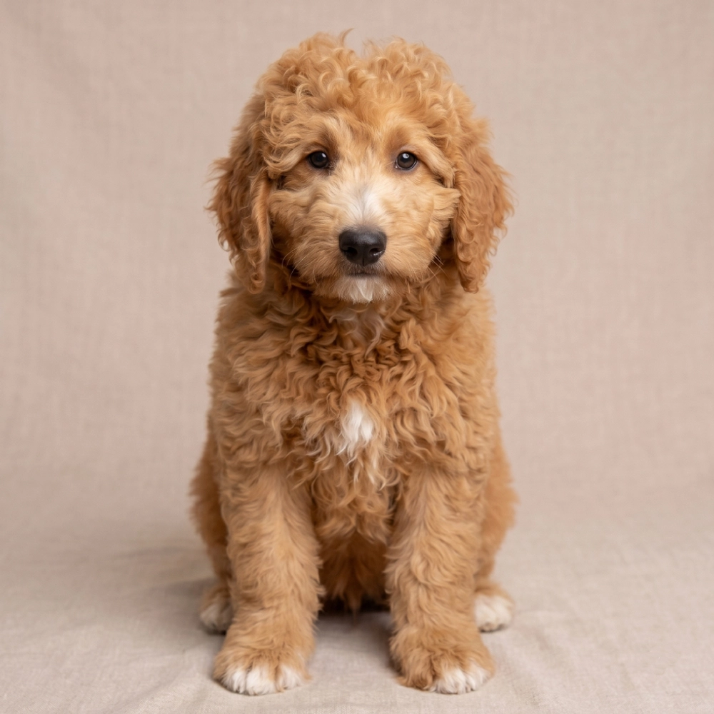 F1b Mini Goldendoodle Puppy for Sale in NYC