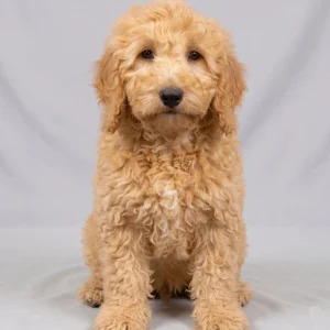 F1b Medium Goldendoodle Puppy for Sale