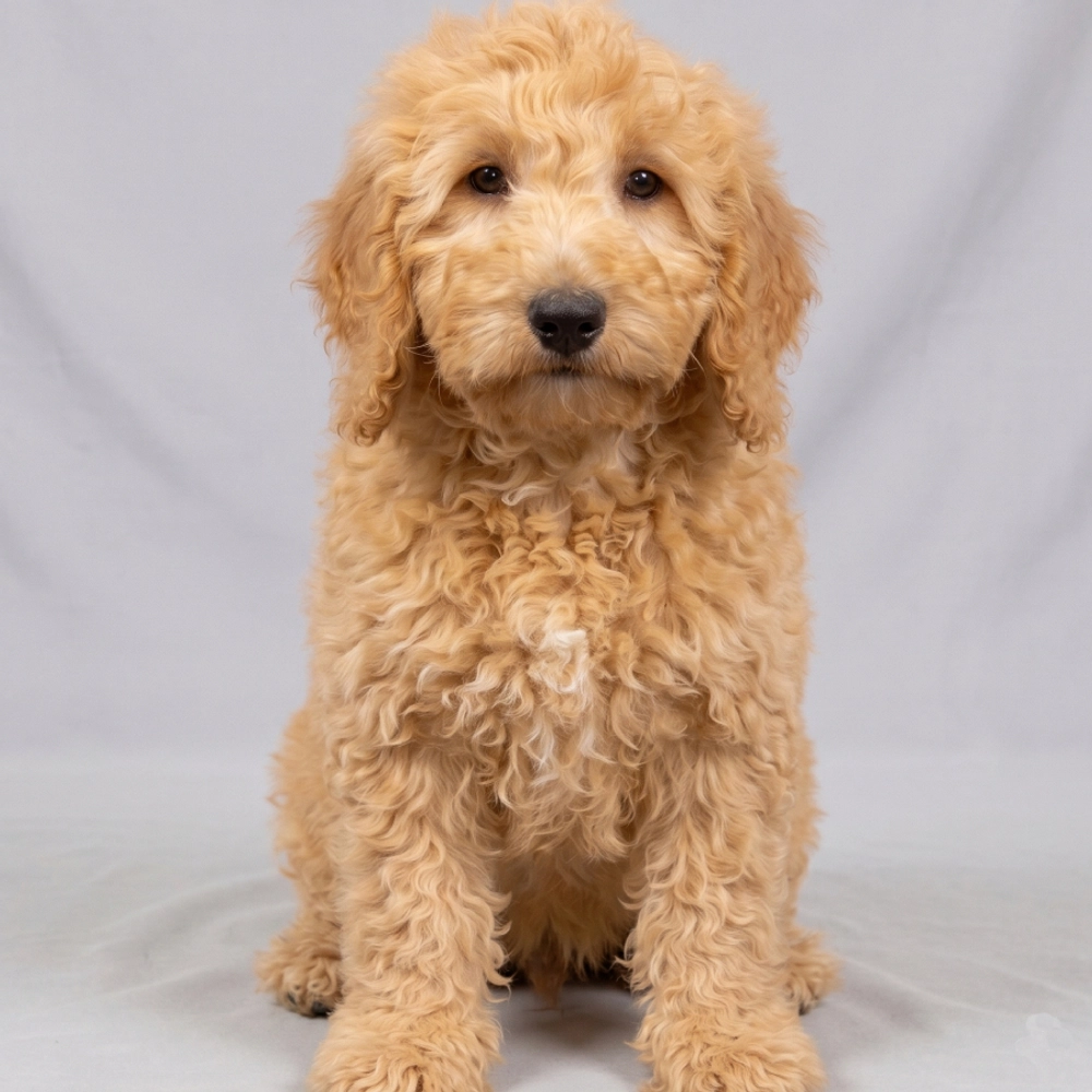 F1b Medium Goldendoodle Puppy for Sale in NYC
