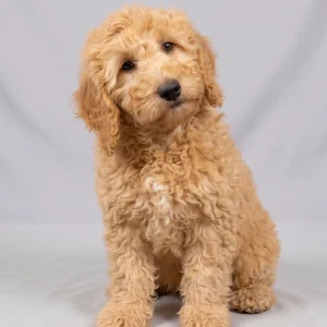 F1b Medium Goldendoodle Puppy for Sale