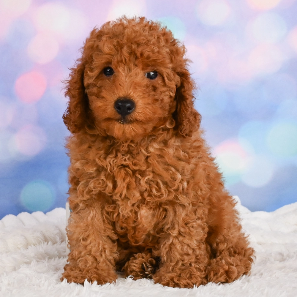 Miniature Poodle Puppy for Sale in NYC