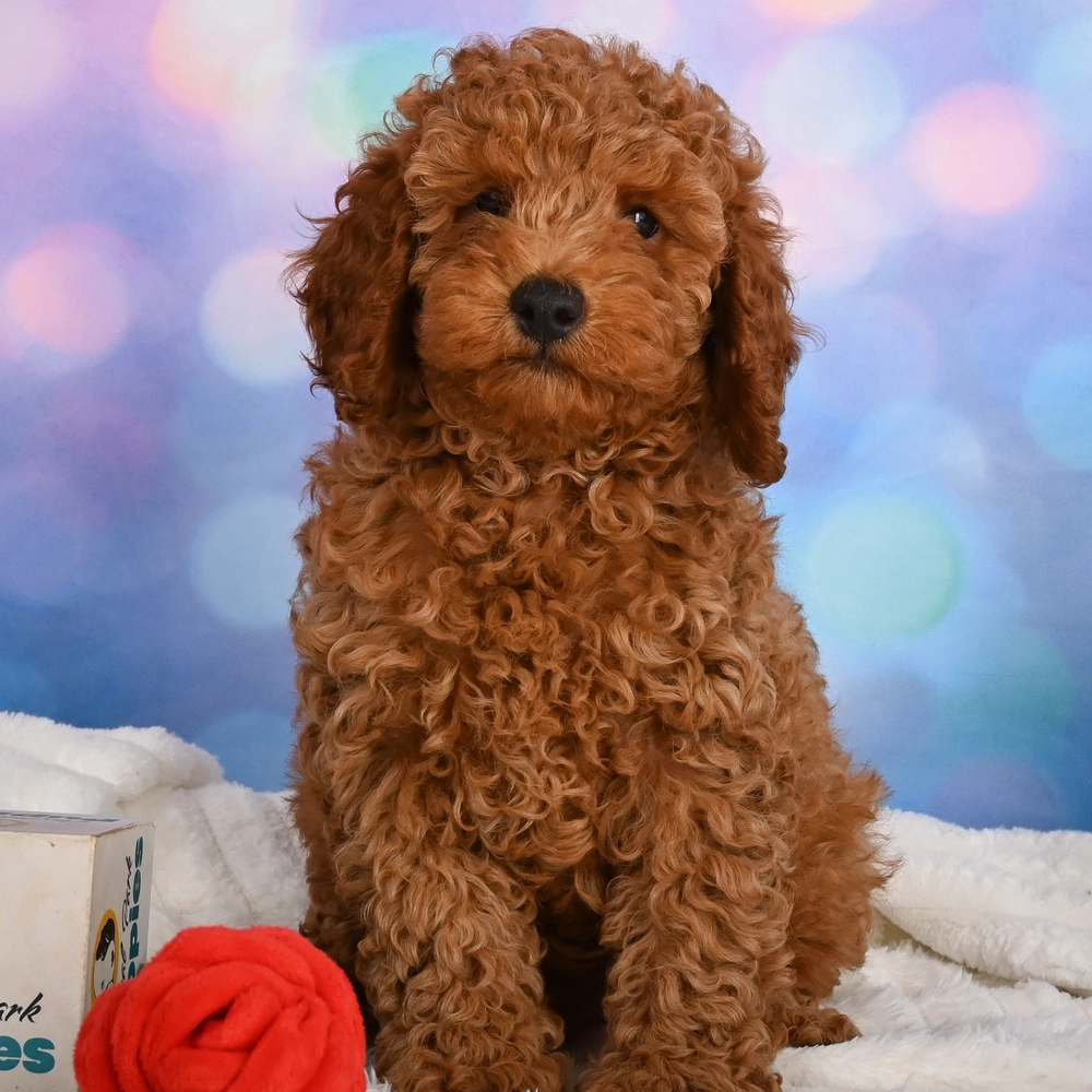 Miniature Poodle Puppy for Sale in NYC