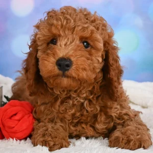 Miniature Poodle Puppy for Sale
