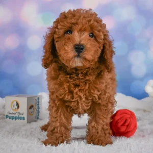 Miniature Poodle Puppy for Sale