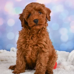 F1b Maltipoo Puppy for Sale