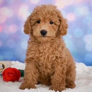 F1b Maltipoo Puppy for Sale