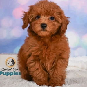 F1b Maltipoo Puppy for Sale