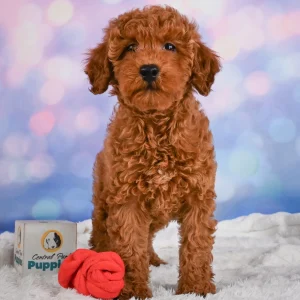 F1b Maltipoo Puppy for Sale