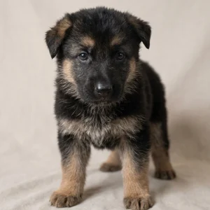 German Shepherd Puppy for Sale