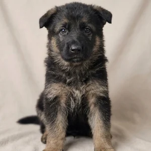 German Shepherd Puppy for Sale