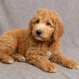F1b Mini Goldendoodle Puppy for Sale