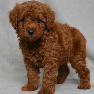 Toy Poodle Puppy for Sale