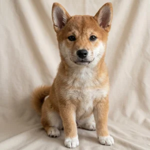 Shiba Inu Puppy for Sale
