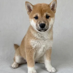Shiba Inu Puppy for Sale