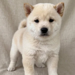 Shiba Inu Puppy for Sale