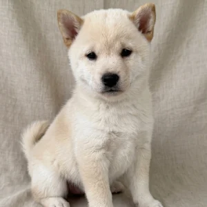 Shiba Inu Puppy for Sale