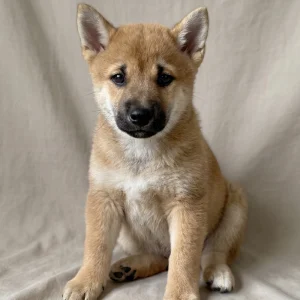 Shiba Inu Puppy for Sale