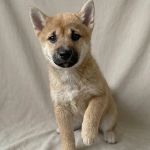 Shiba Inu Puppy for Sale
