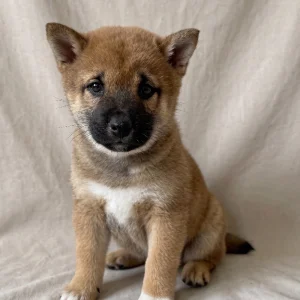 Shiba Inu Puppy for Sale