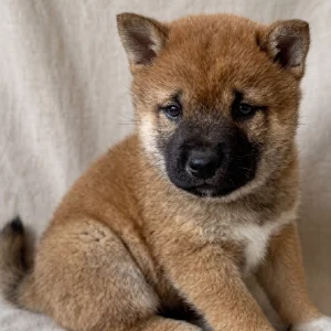 Shiba Inu Puppy for Sale